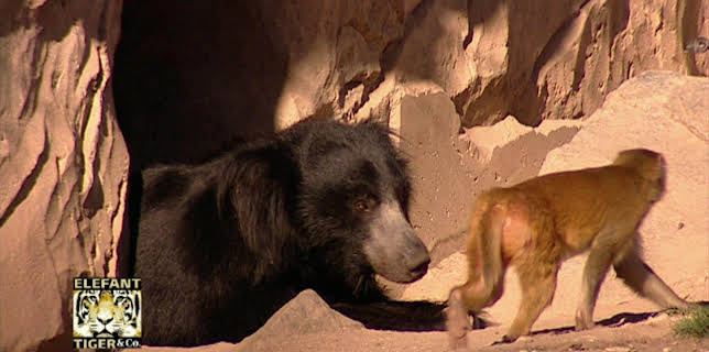 14:25: Elefant, Tiger & Co. (230) | MDR Fernsehen | 1/14 2026