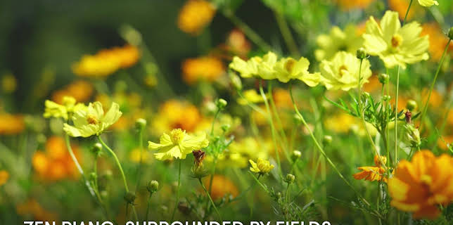Zen Piano: Surrounded by Fields (2023)