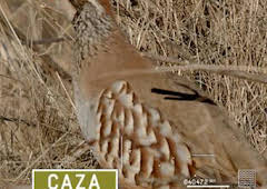 Perdices en mano en el Bonillo