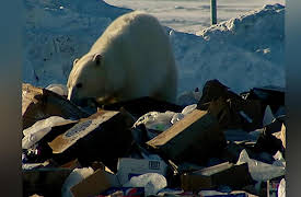 Angry Planet: Polar Bears