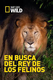18:00: En busca del rey de los felinos | Nat Geo Wild | 2/1 2026