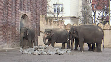12:00: Elefant, Tiger & Co. (965) | Radio Bremen | 10/26 2026