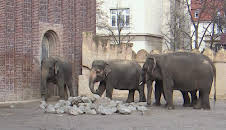 Elefant, Tiger & Co. (965)