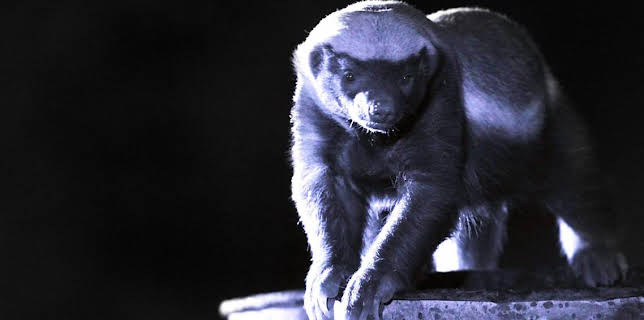 11:30 AM: Natural World | BBC Two | 3/1 2026