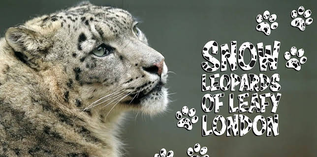 Snow Leopards Of Leafy London