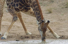 Wildest Survival: 2. Giganter