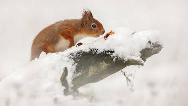 2:40 AM: Winterwatch (S14 E3) (S14) | BBC Two | 2/7 2026