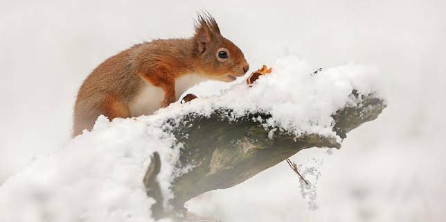 7:00 PM: Winterwatch (S14 E3) (S14) | BBC Two | 1/22 2026