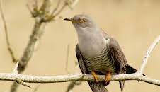 NaturNah: Zum Kuckuck nochmal