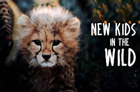 New Kids in the Wild S1: Lyca The Painted Wolf