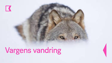 20:10: Vargens vandring | Kunskapskanalen | 4/6 2026