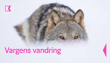 Vargens vandring