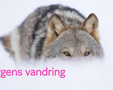 Vargens vandring