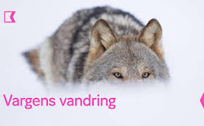 Vargens vandring