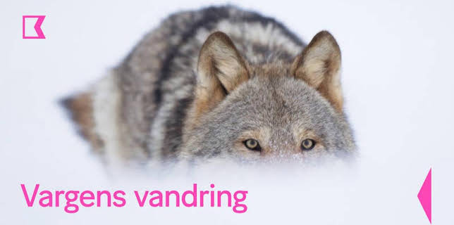 19:10: Vargens vandring | Kunskapskanalen | 4/6 2026