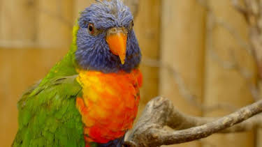 1:35 PM: Go Wild (S2) | Cbeebies | 1/10 2026