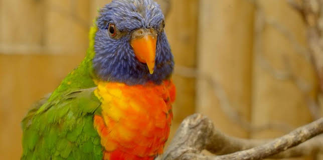 12:35 PM: Go Wild (S2) | Cbeebies | 1/10 2026