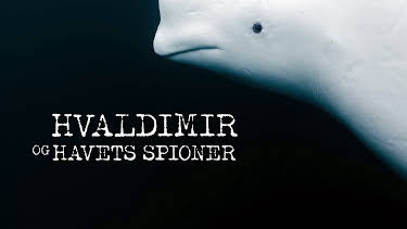 20:05: Hvaldimir og havets spioner: En hvithval på avveie | NRK 1 | 7/21 2026