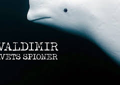 Hvaldimir og havets spioner: En hvithval på avveie