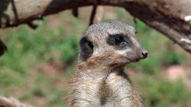 03:20: Elefant, Tiger & Co. | MDR Fernsehen | 5/5 2026