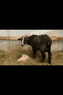 04:10: La increíble granja del Dr. Pol: ¿Estamos embarazadas, ovejitas? | Nat Geo Wild | 4/1 2026