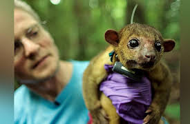 Secrets of the Rainforest: Meet the Kinkajou