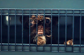 Contraband: Seized at the Airport: Catch 'Em All