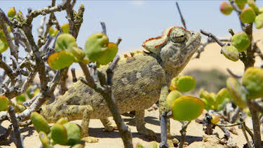 11:50: Abenteuer Wildnis | BR Fernsehen | 5/28 2026
