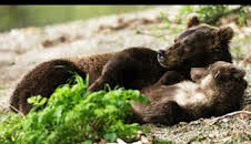 Nuestro planeta (One Strange Rock): Supervivencia