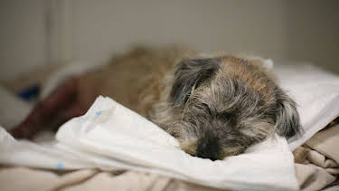 19:15: Der Super-Doc - Einsatz für 4 Pfoten | Sixx | 4/19 2026