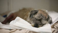 Der Super-Doc - Einsatz für 4 Pfoten