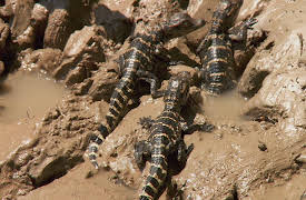 Swamp Mysteries with Troy Landry Season 1: Devil Gator