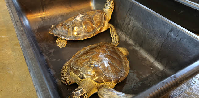 22:00: Lone Star Law  (S4 E3) (S4) | Animal Planet | 1/15 2026