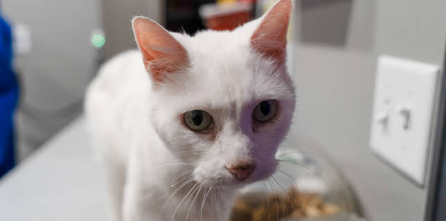 18:00: Dr. Jeff: Rocky Mountain Vet (S6 E10) (S6) | Animal Planet | 11/27 2025