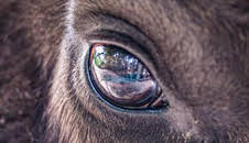 Europa: naturaleza salvaje: El lince perdido