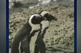 Sea Rescue: Sea Rescue - Penguins in Peril