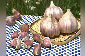 Dining Al Fresco: Mogami Red Garlic