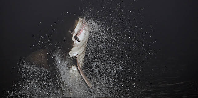 1:00 AM: - | Animal Planet | 2/9 2026