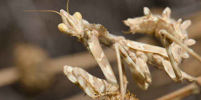 01:53: Little Giants (S1 E19) (S1) | Animal Planet | 12/2 2025