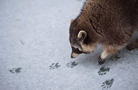 Nature Watching: How to Find and Observe Wildlife: Is That a Front or Back Foot? Left or Right?