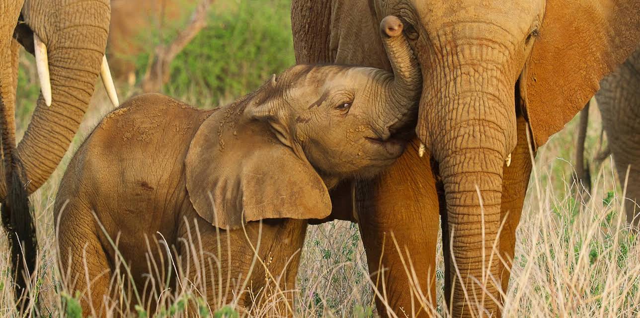 Wild Babies