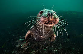 Sea Change: The Gulf of Maine, A NOVA Special Presentation, Season 1: Sea Change: Peril