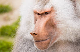 The Zoo: San Diego: Episode 1