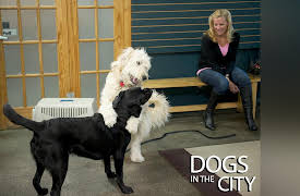 Dogs In The City Season 1: Someone Is Gonna Get Hurt