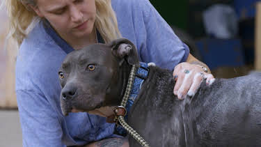 15:00: Pit Bulls & Parolees (S10 E13) (S10) | Animal Planet | 8/28 2026