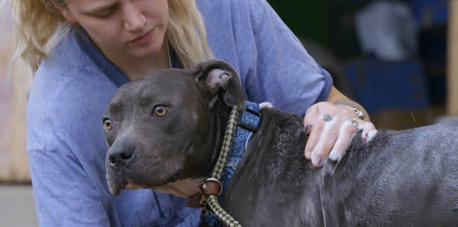 15:00: Pit Bulls & Parolees (S10 E13) (S10) | Animal Planet | 12/2 2025