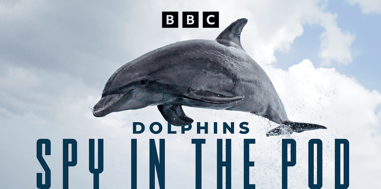 Dolphins: Spy in the Pod