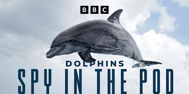 Dolphins: Spy in the Pod