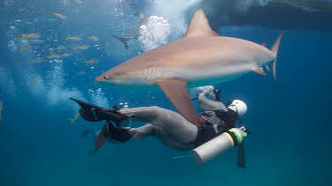 00:00: How Sharks Hunt | Animal Planet | 3/29 2026