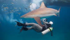 How Sharks Hunt